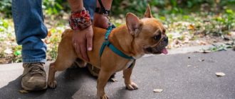 Как защитить здоровье питомцев в весенний сезон