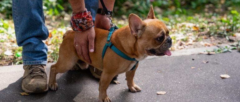 Как защитить здоровье питомцев в весенний сезон