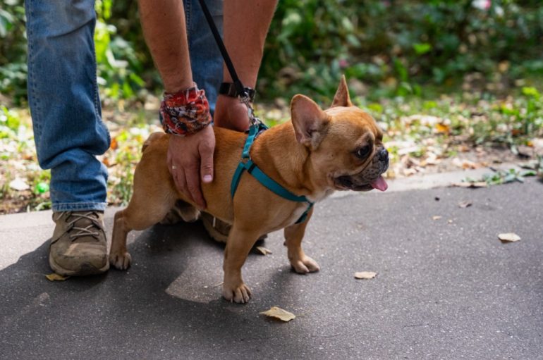 Как защитить здоровье питомцев в весенний сезон